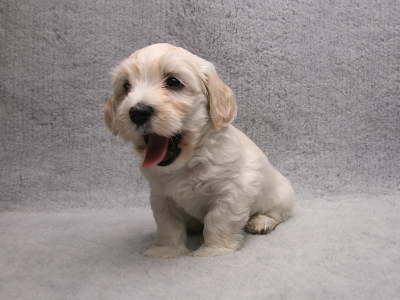 Bichon Havanais hvalp fra Kennel Miki Nanoq